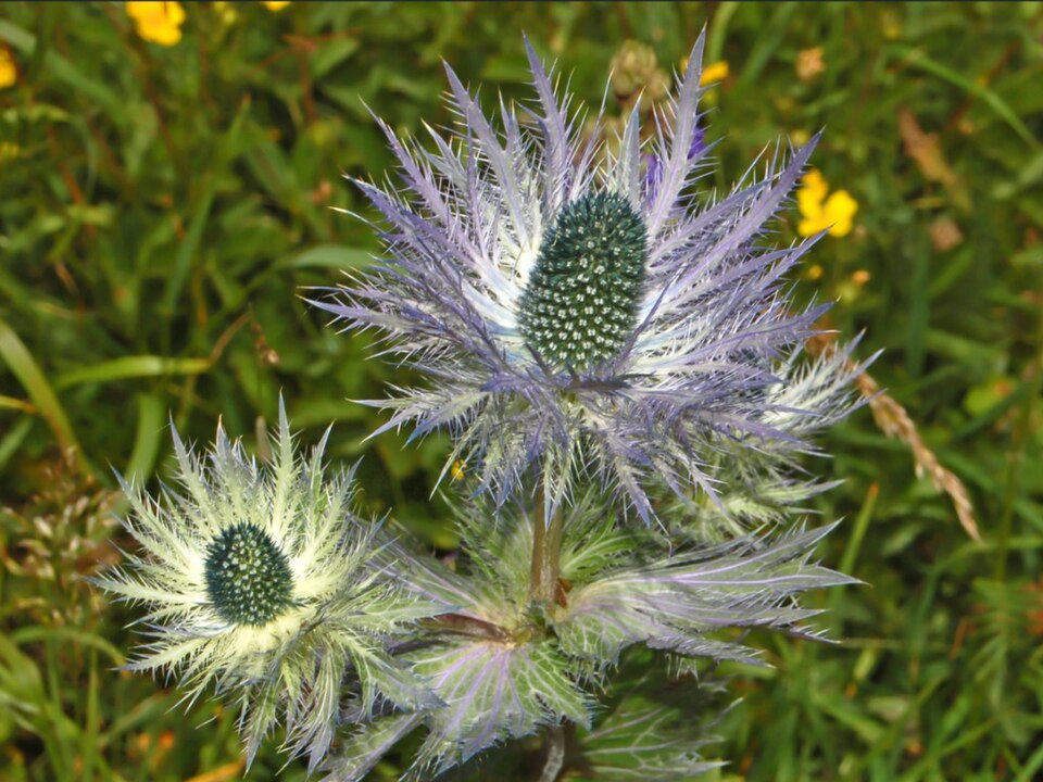 Eryngium alpinum (Alpine Sea Holly) (alternate view 8)