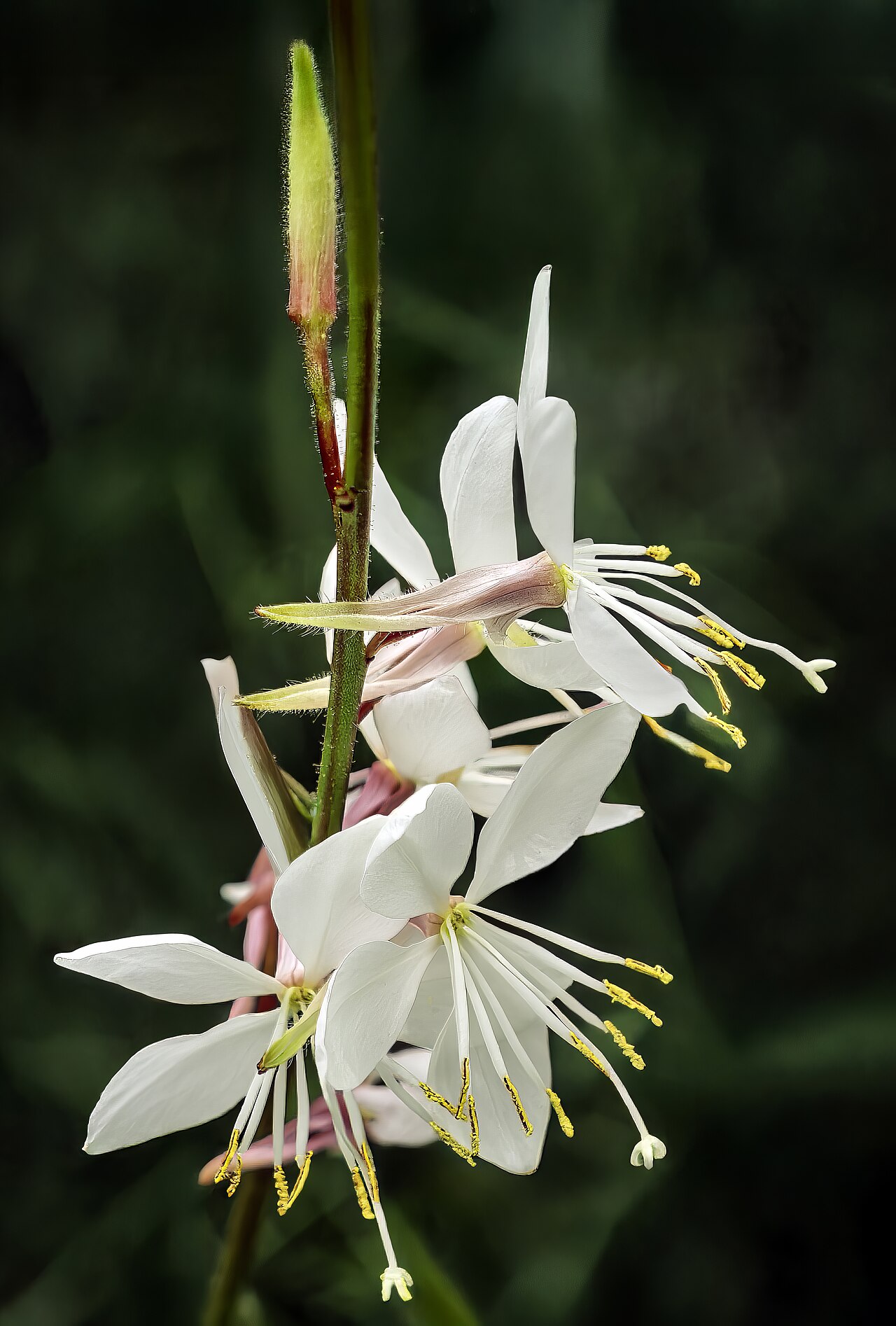 Gaura (Wand Flower)