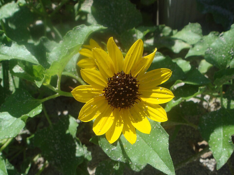 Helianthus debilis (cucumberleaf sunflower) (alternate view 10)