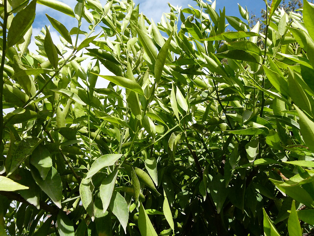 Citrus reticulata, Mandarin orange — spreading evergreen (Rutaceae) (image 4 of 10)