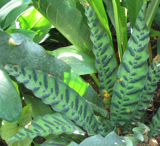 Goeppertia insignis (Rattlesnake Plant) (alternate view 5)