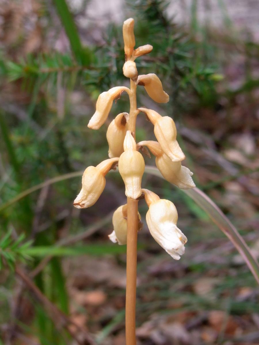 Gastrodia sesamoides (Cinnamon Bells)