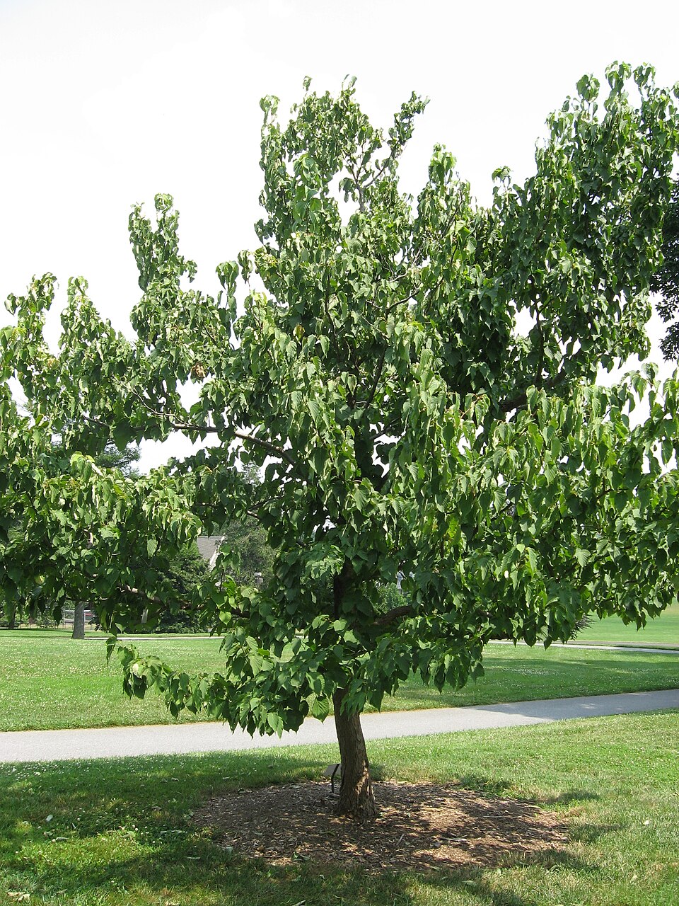Davidia involucrata (dove tree) (alternate view 9)