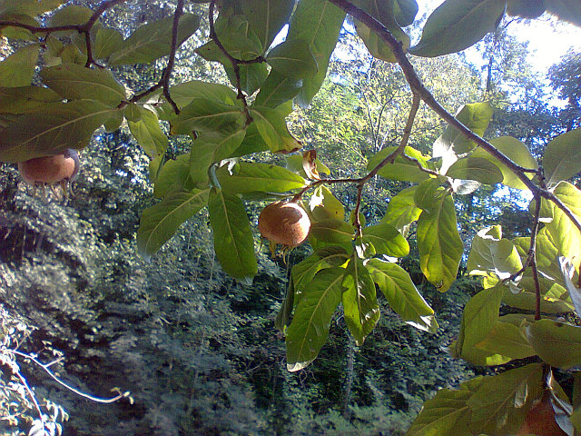 Crataegus germanica (Medlar)
