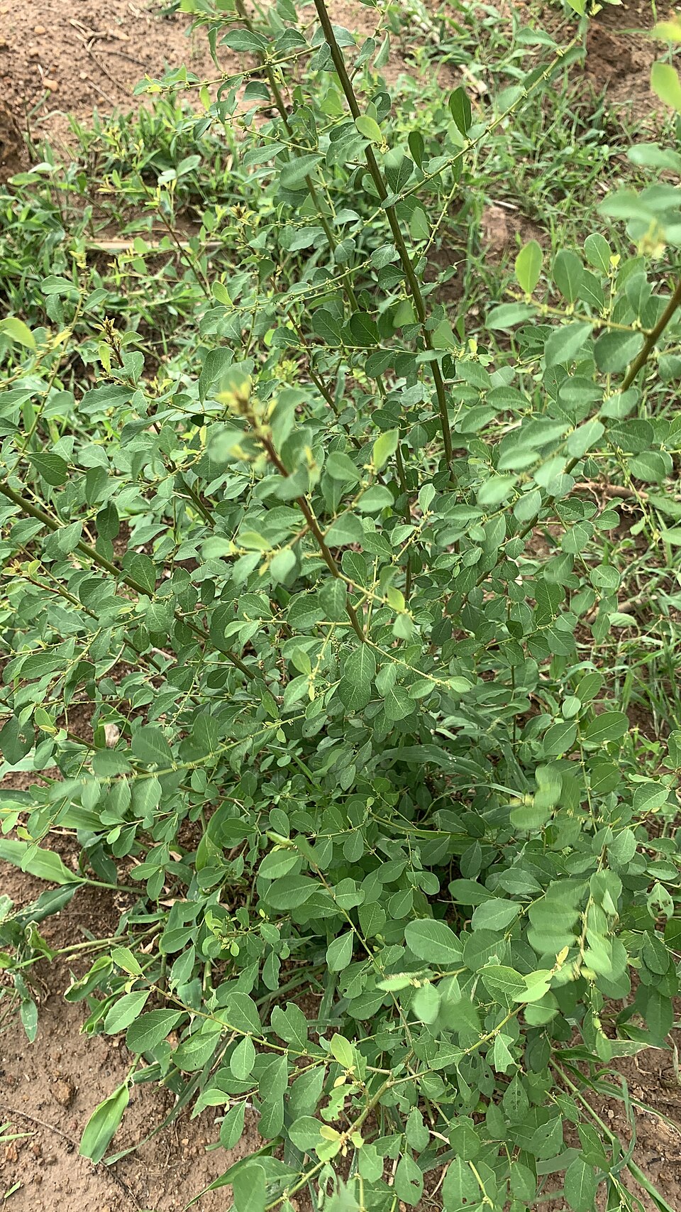 Baptisia (wild indigos) (alternate view 4)