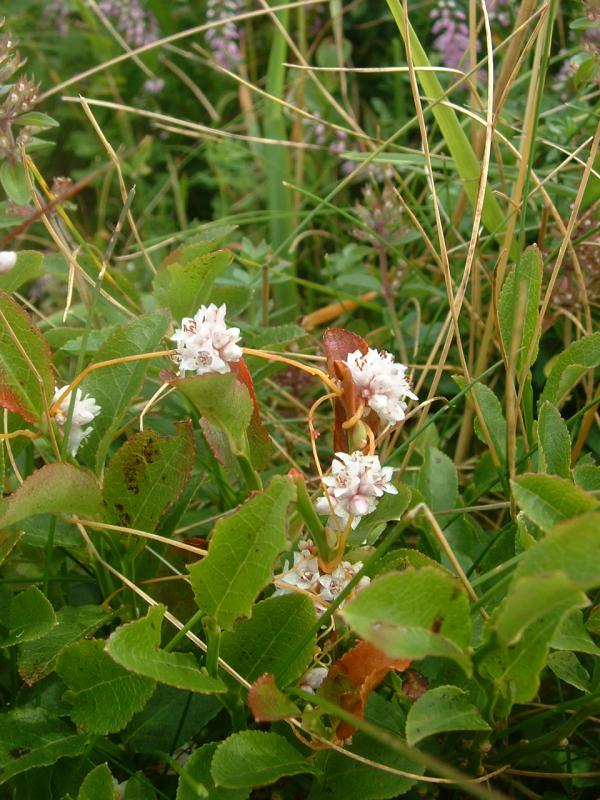 Cuscuta epithymum (Clover Dodder)
