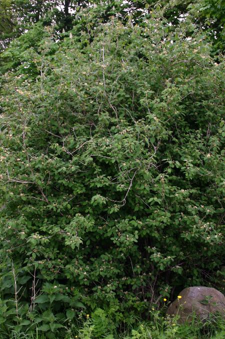 Lonicera xylosteum (Fly Honeysuckle)