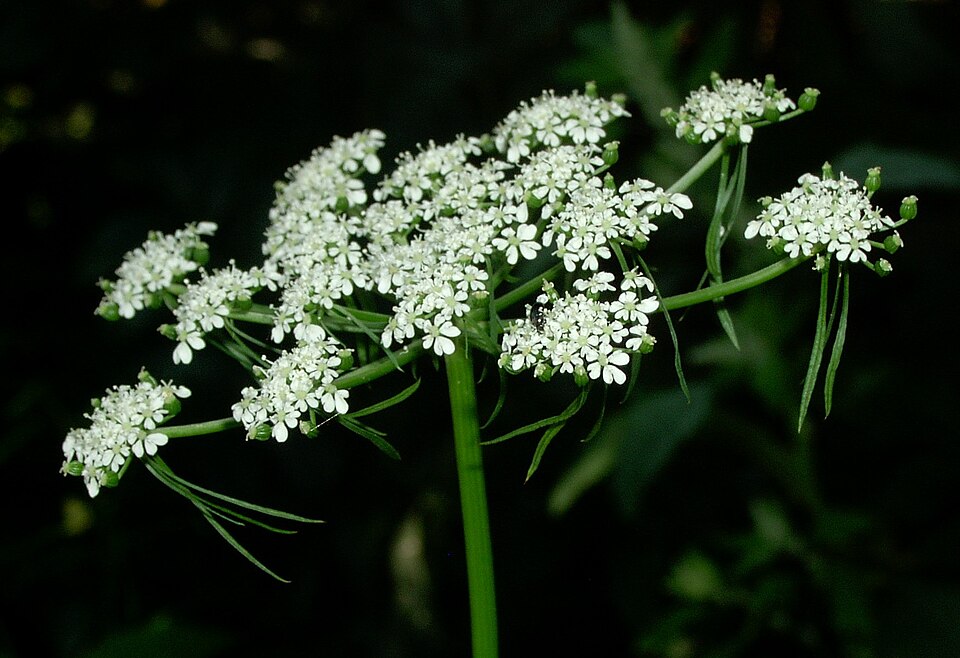 Aethusa cynapium (Fool's parsley)