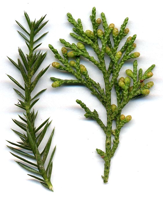 Juniperus chinensis, Chinese juniper — upright evergreen (Cupressaceae) (image 2 of 8)