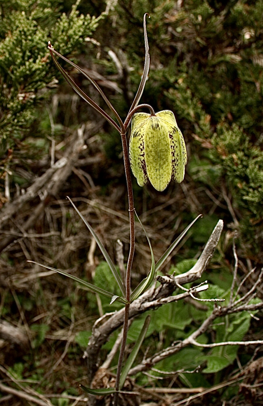 Fritillaria (Fritillaries) (alternate view 4)