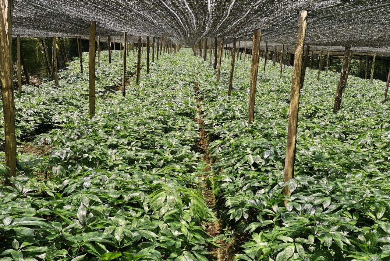 Panax notoginseng, Sanqi — upright deciduous (Araliaceae) (image 3 of 4)