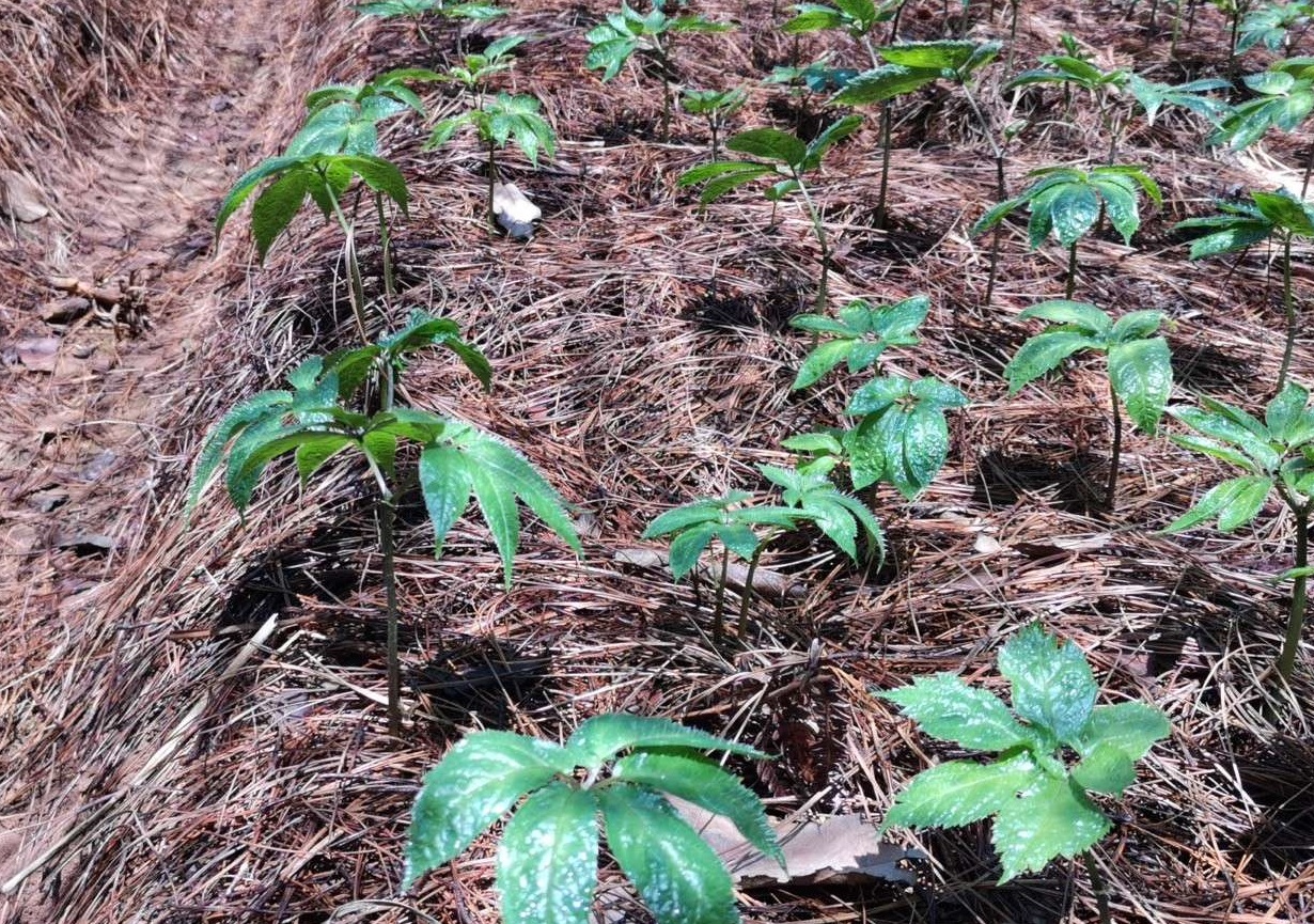 Panax notoginseng, Sanqi — upright deciduous (Araliaceae) (image 4 of 4)