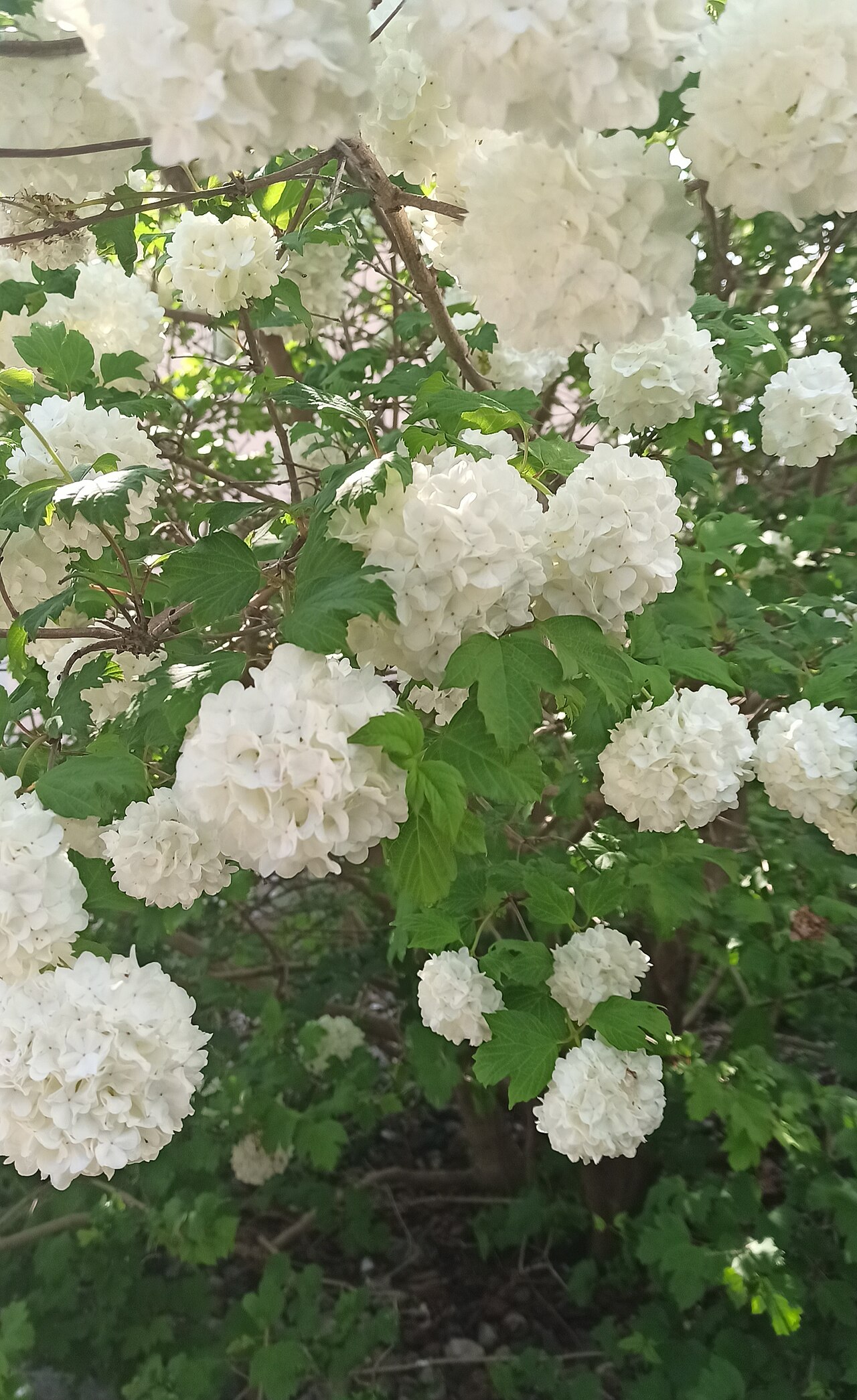 Viburnum macrocephalum, Chinese snowball viburnum — mounding semi-evergreen (Adoxaceae) (image 9 of 9)