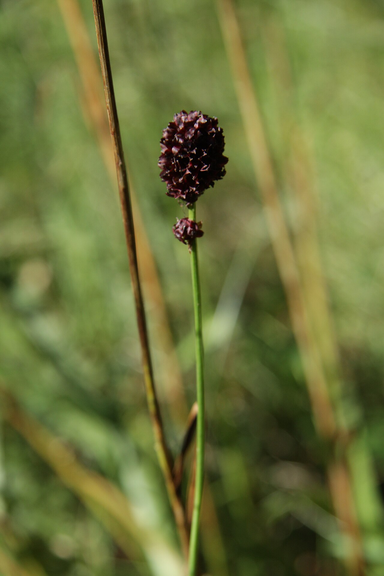 Sanguisorba officinalis, Great burnet — clumping deciduous (Rosaceae) (image 5 of 10)