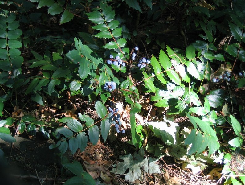 Berberis nervosa (Oregon-grape) (alternate view 6)