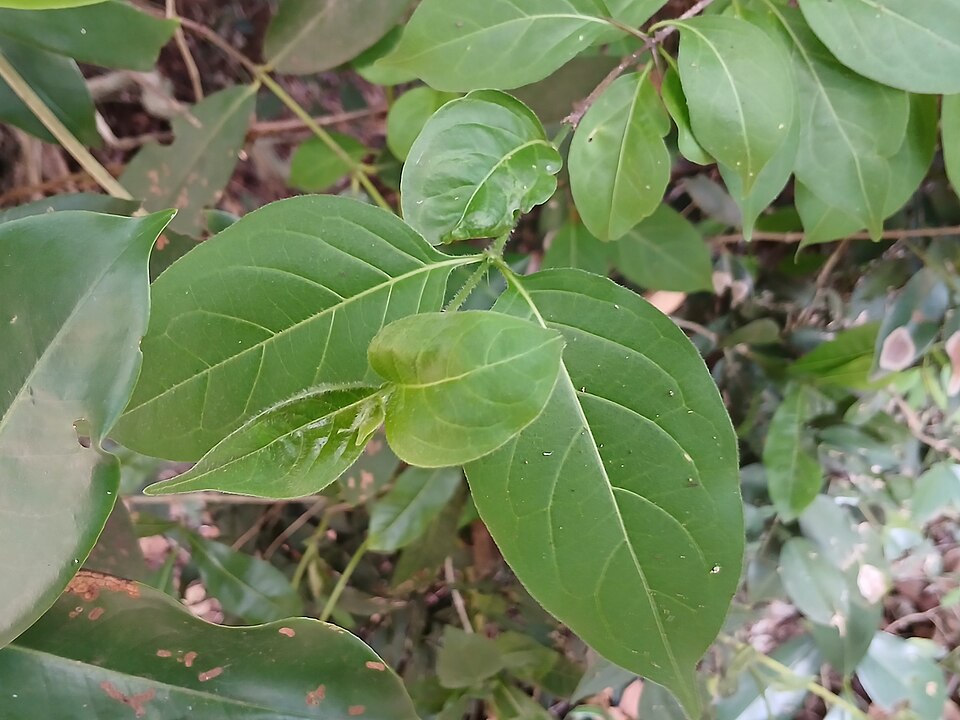 Syzygium (Waterberries)