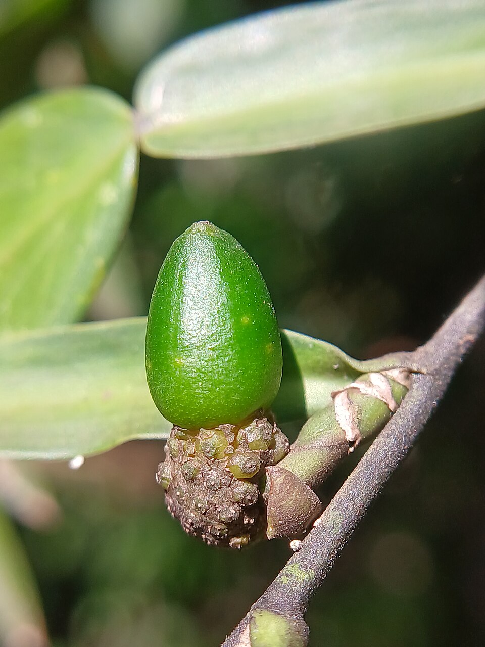 Syzygium (Waterberries) (alternate view 2)