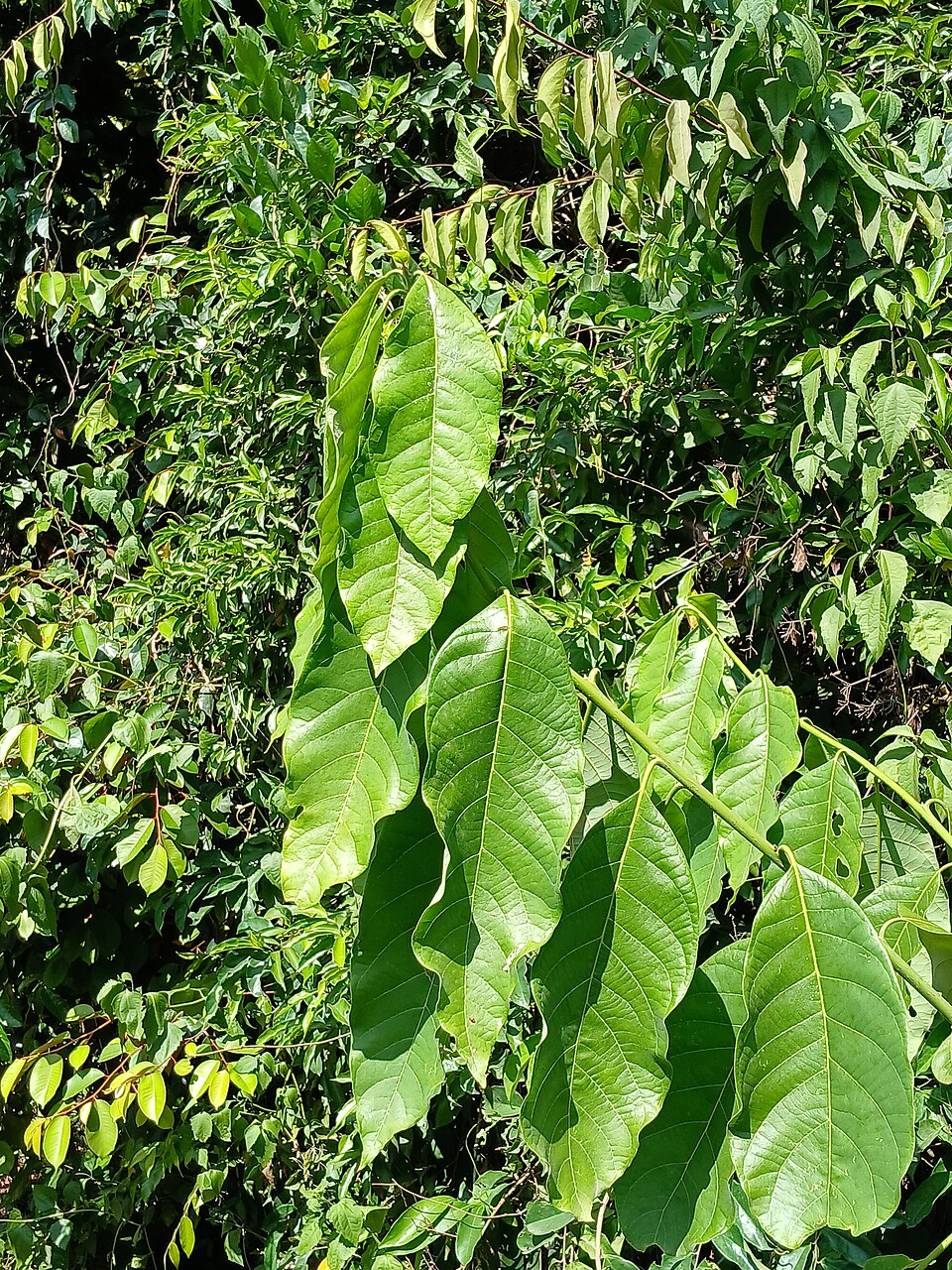 Syzygium (Waterberries) (alternate view 3)