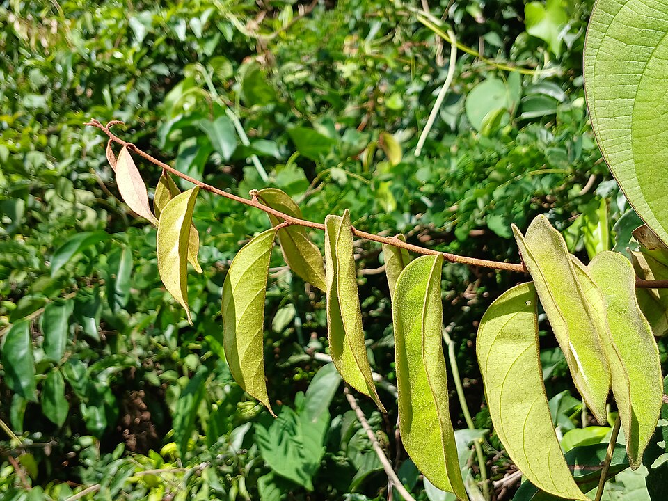 Syzygium (Waterberries) (alternate view 4)