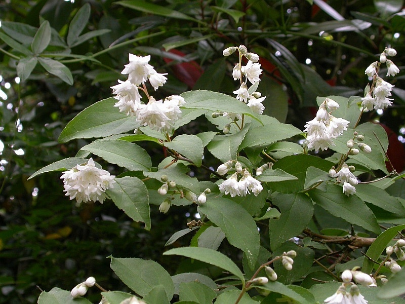 Deutzia spp. — mounding deciduous (Hydrangeaceae) (image 2 of 3)
