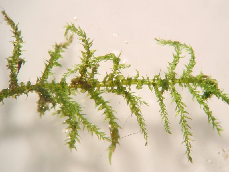 Kindbergia praelonga (Common Feather-moss)