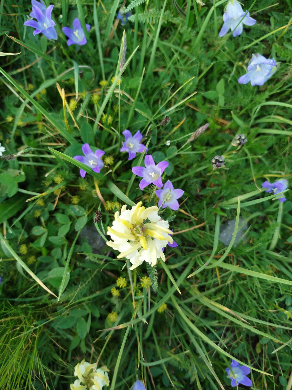 Pedicularis (Louseworts) (alternate view 3)