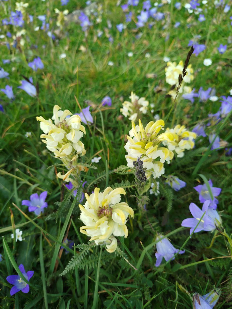 Pedicularis (Louseworts) (alternate view 4)