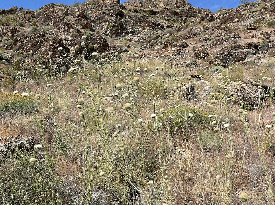 Cirsium neomexicanum (New Mexico thistle) (alternate view 5)