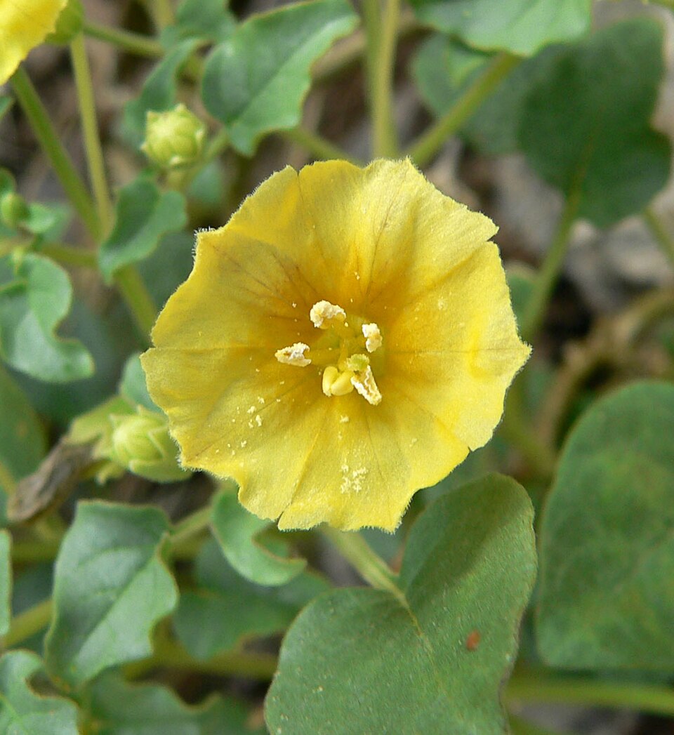 Physalis crassifolia (Thickleaf Groundcherry) (alternate view 7)