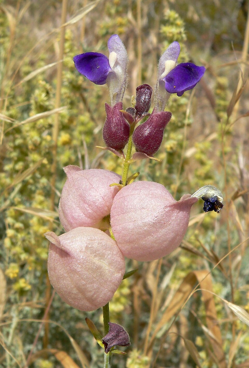 Scutellaria mexicana (Paperbag Bush) (alternate view 8)