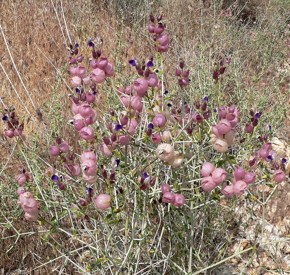 Scutellaria mexicana (Paperbag Bush) (alternate view 9)