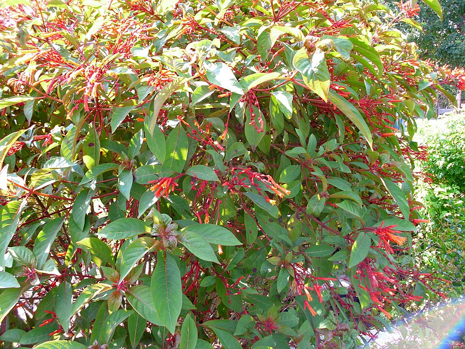 Hamelia patens (Firebush) (alternate view 7)