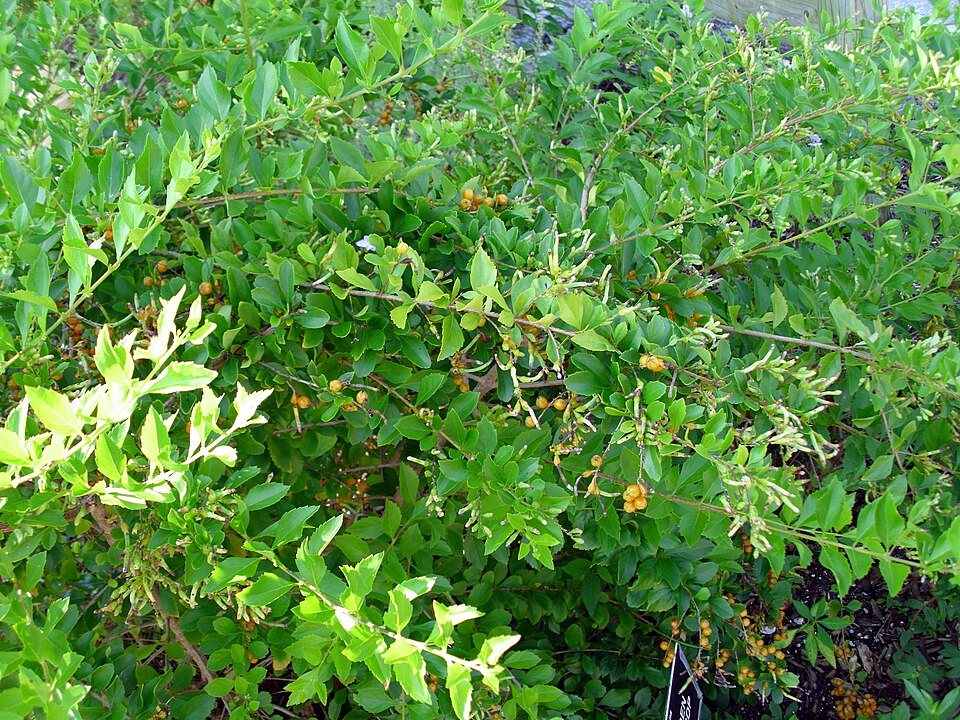Duranta erecta (Golden Dewdrop) (alternate view 8)