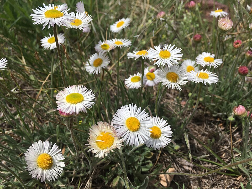 Erigeron modestus (Plains fleabane) (alternate view 8)