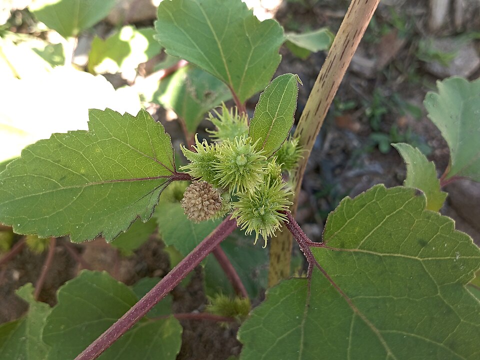 Xanthium (Cockleburs) (alternate view 2)