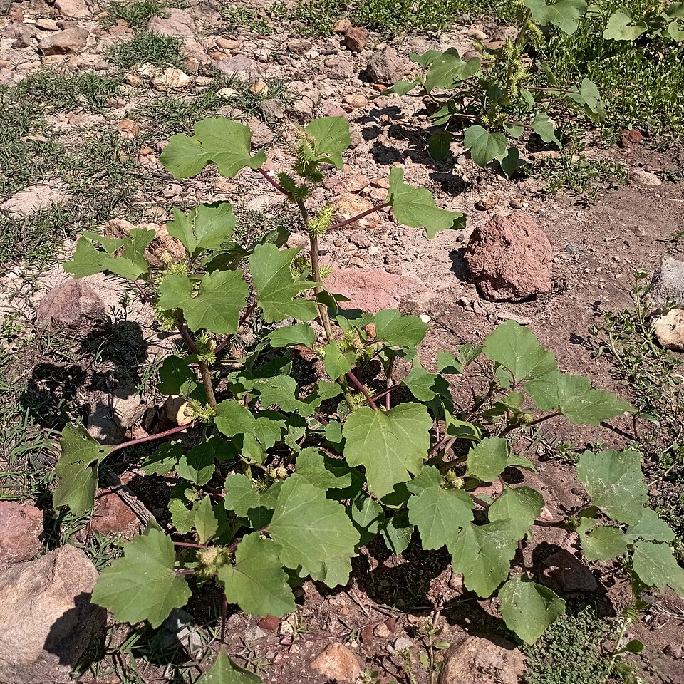 Xanthium (Cockleburs) (alternate view 3)