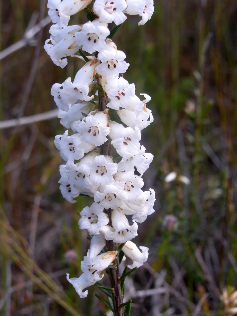 Epacris obtusifolia (blunt-leaf heath) (alternate view 3)