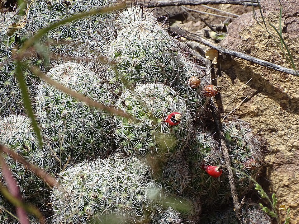 Cochemiea grahamii (Graham's nipple cactus) (alternate view 10)