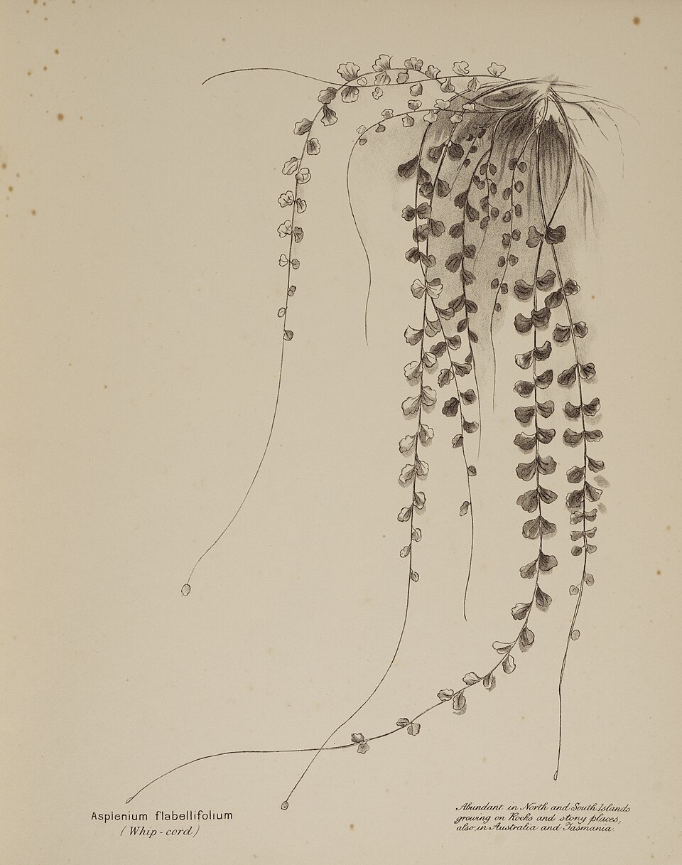 Asplenium flabellifolium (Necklace Fern) (alternate view 8)