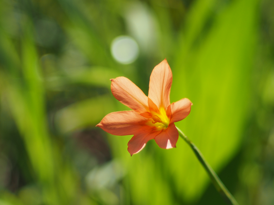 Moraea flaccida (Great Tulip) (alternate view 10)