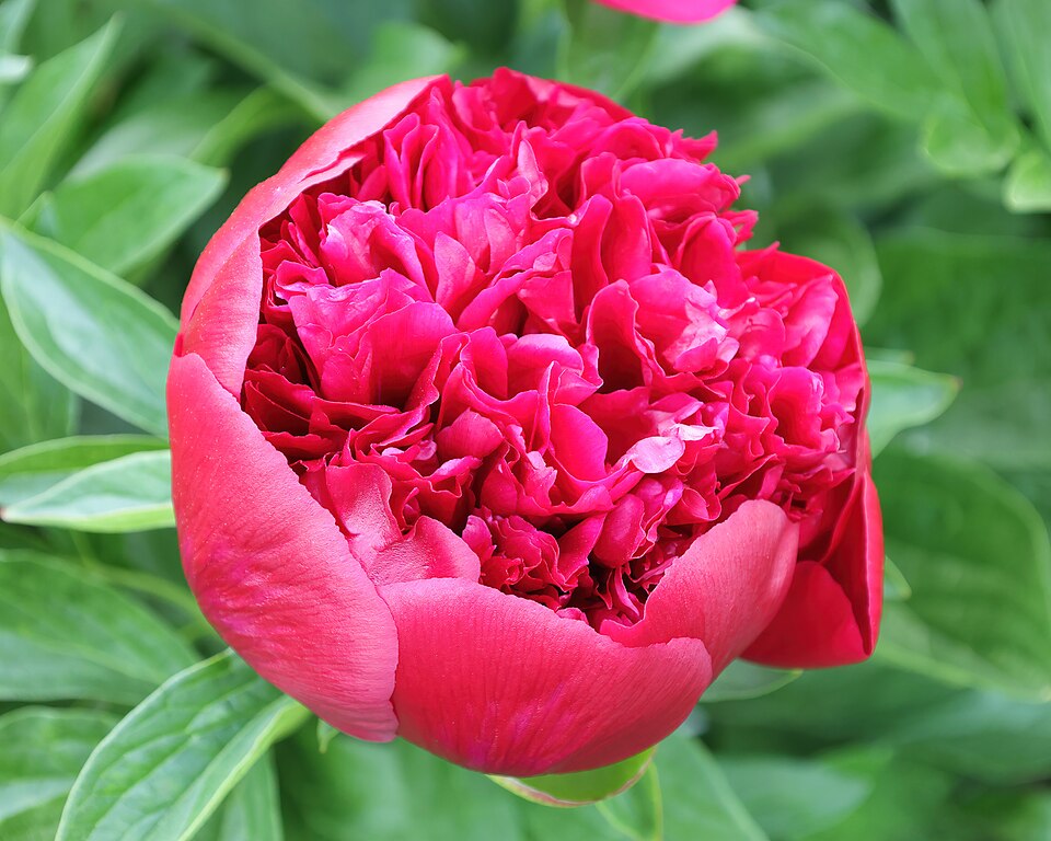 Paeonia lactiflora 'Red Charm' (Red Charm Peony) (alternate view 5)