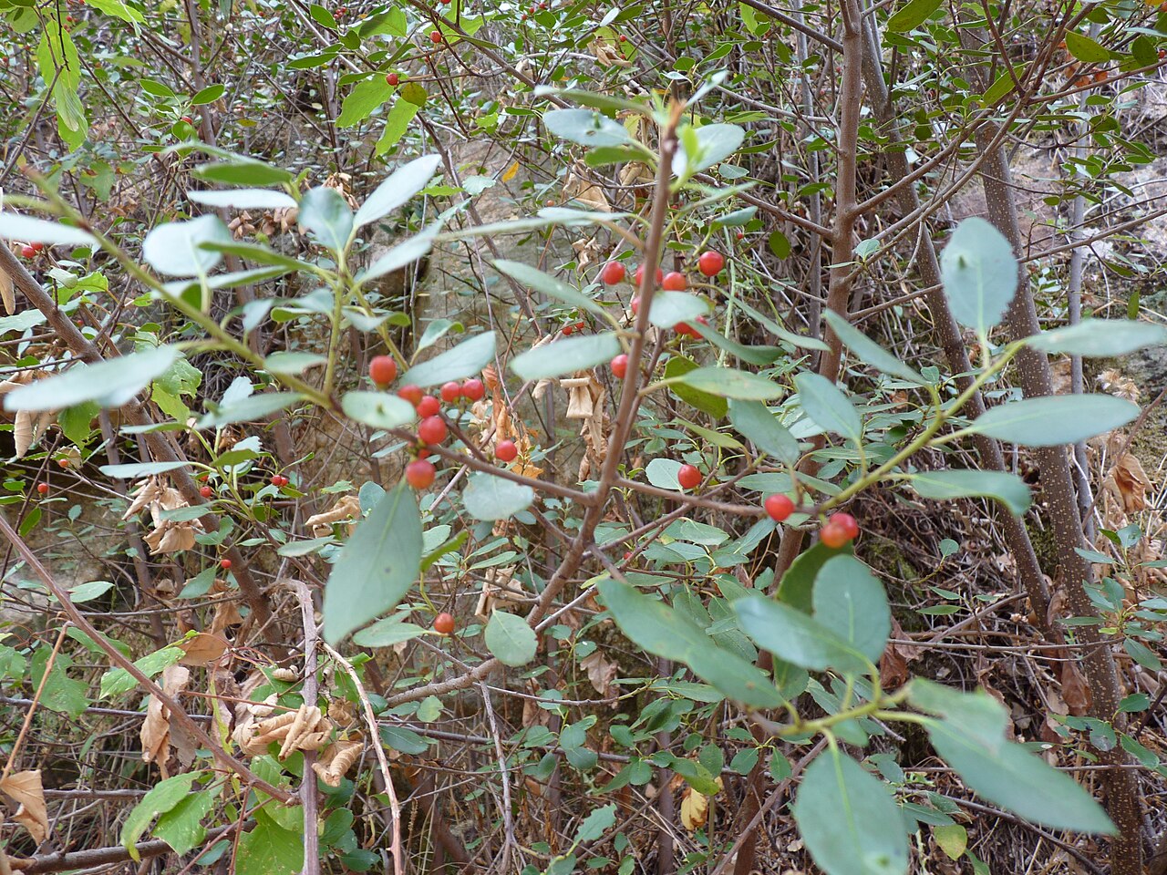 Rhamnus alaternus, Italian buckthorn — upright evergreen (Rhamnaceae) (image 5 of 8)