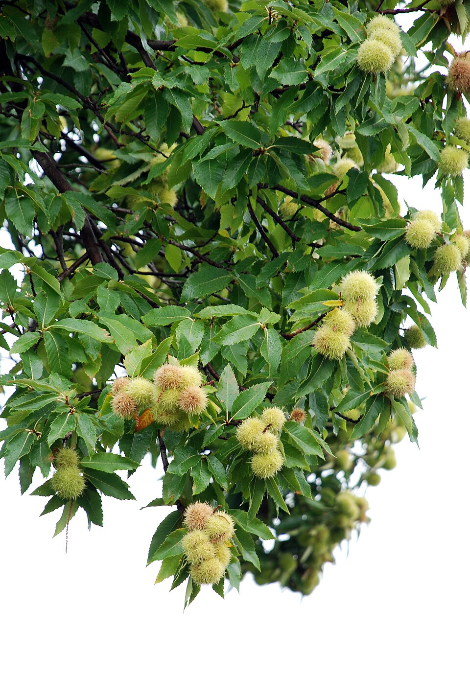 Castanea sativa (Sweet Chestnut)
