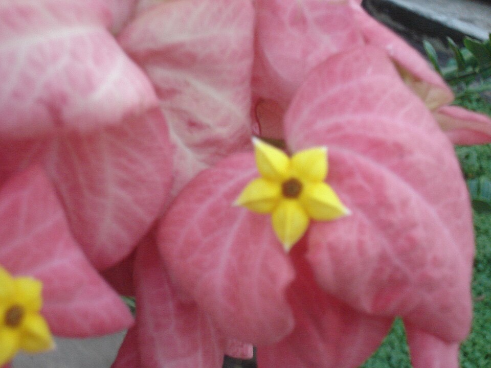 Mussaenda (alternate view 2)