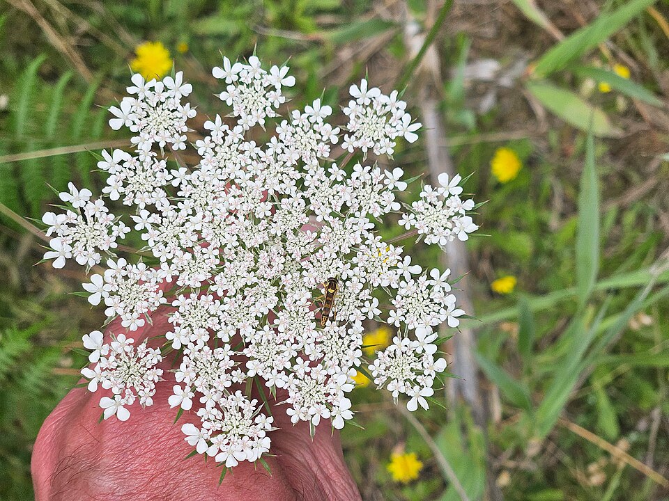 Daucus (carrots) (alternate view 5)