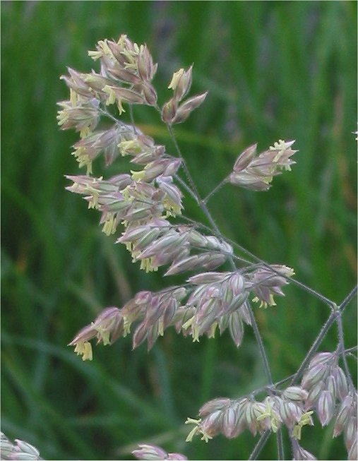 Holcus lanatus (common velvet-grass) (alternate view 6)