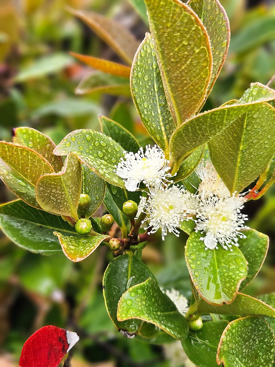 Psidium (guavas)