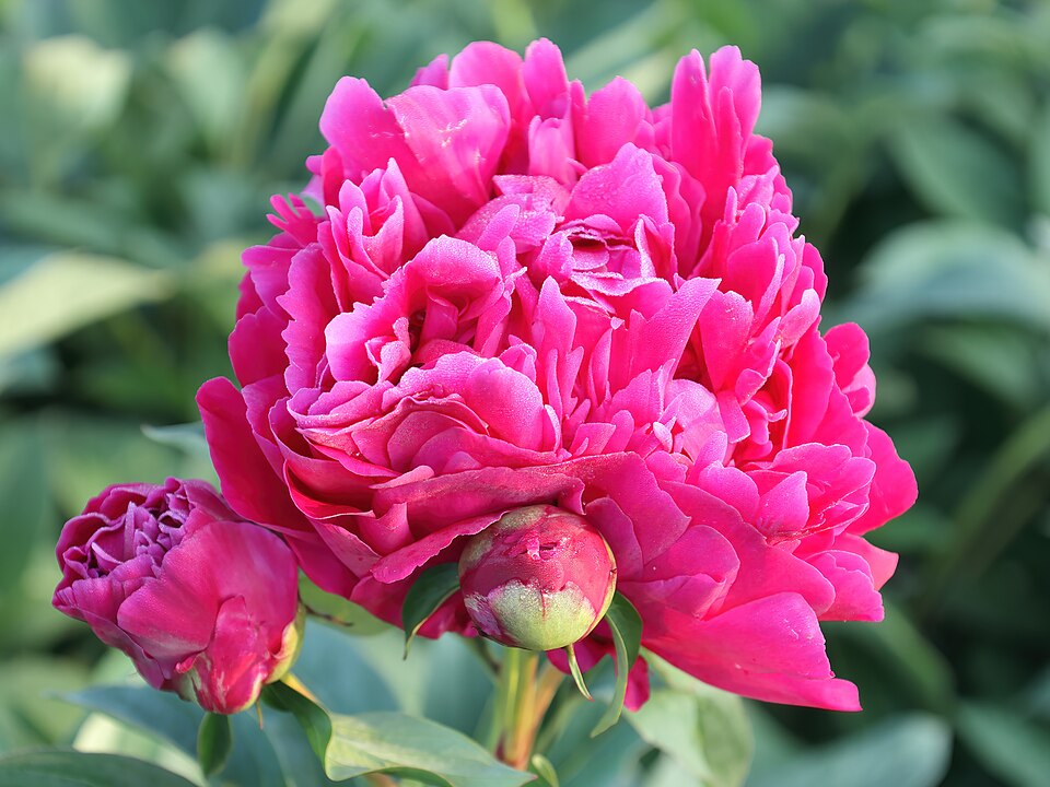 Paeonia lactiflora 'Karl Rosenfeld' (Karl Rosenfeld Peony) (alternate view 2)