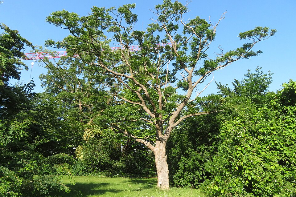 Phellodendron