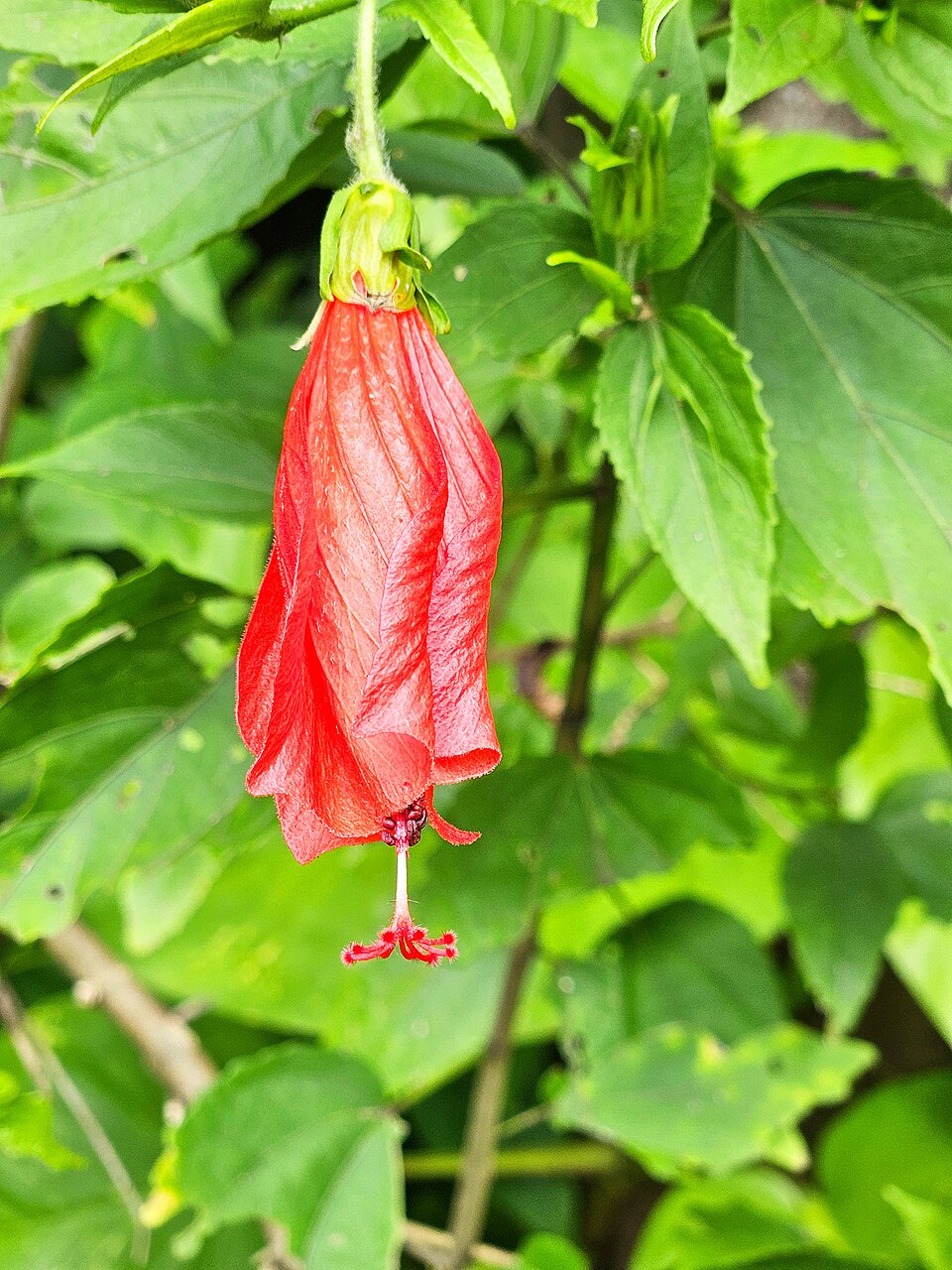 Malvaviscus